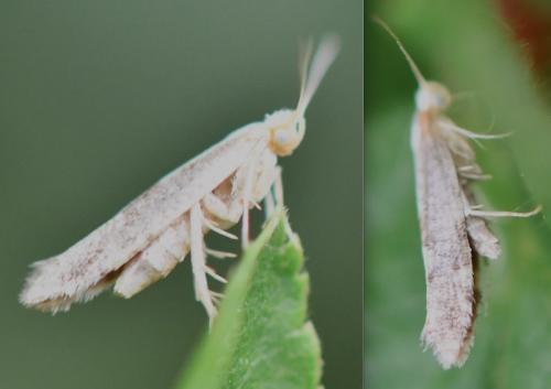 Réf. 325 483 : Argyresthia sp.